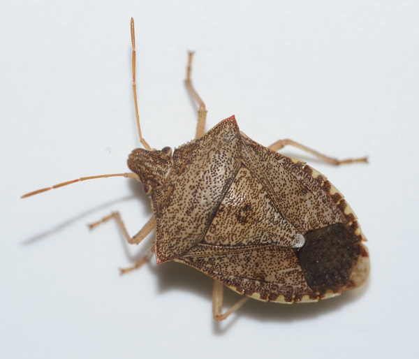 Dorsal view of adult stink bug