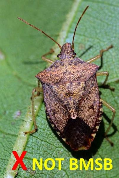 Look-alike species: Brown stink bug (Euschistus servus).