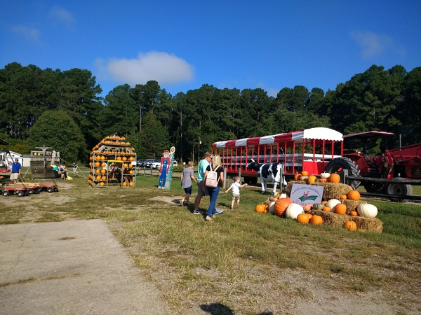Visitors enjoy the pumpkin season at a farm in North Carolina