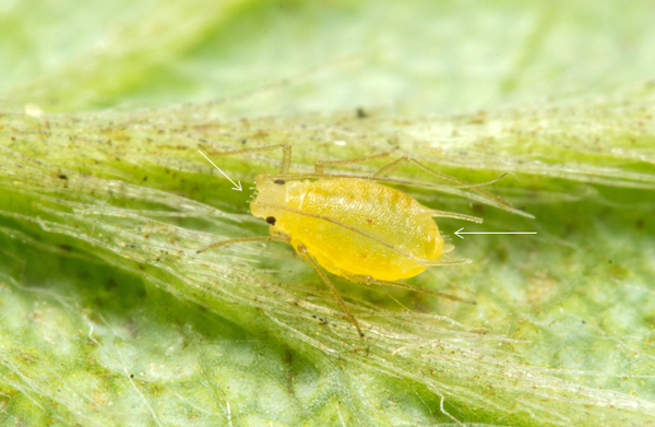 Thumbnail image for Aphids in Strawberries