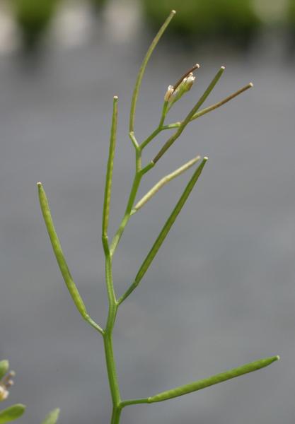 bittercress fruit stalk, branched with slender seed pods