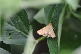 Photo of corn earworm moth