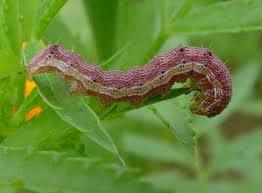 Photo of corn earworm caterpillar