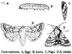 Illustration of corn earworm life stages