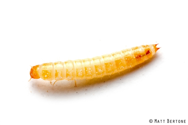 A long shiny pale larva with a pair of spines on the tip of the abdomen