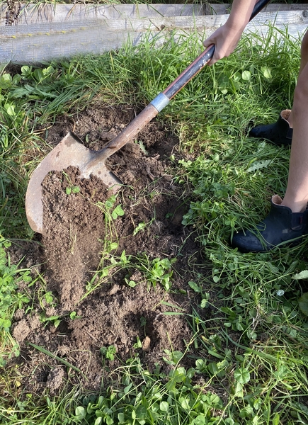 Shovel digging to turn over crimson clover cover crop