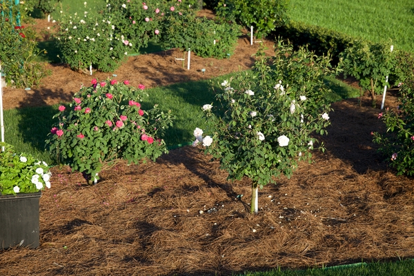 Perennial bed with pine needle mulch around plants