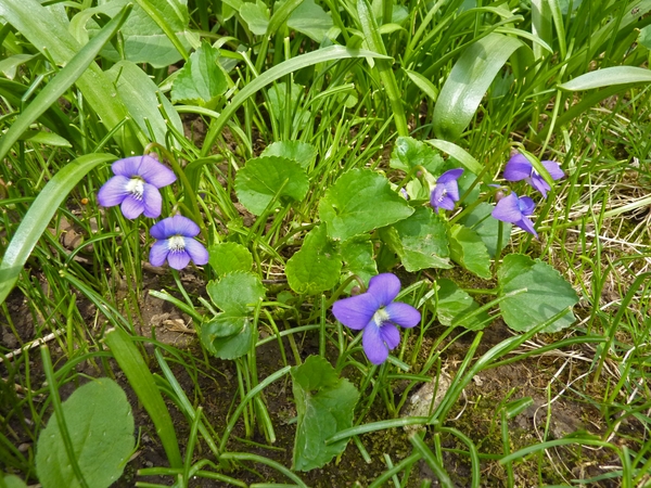 Viola sororia in a lawn