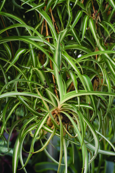 closeup view of a spider plant
