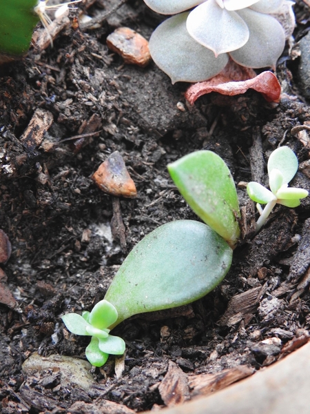 Succulent leaves in soil with tiny new leaves sprouting
