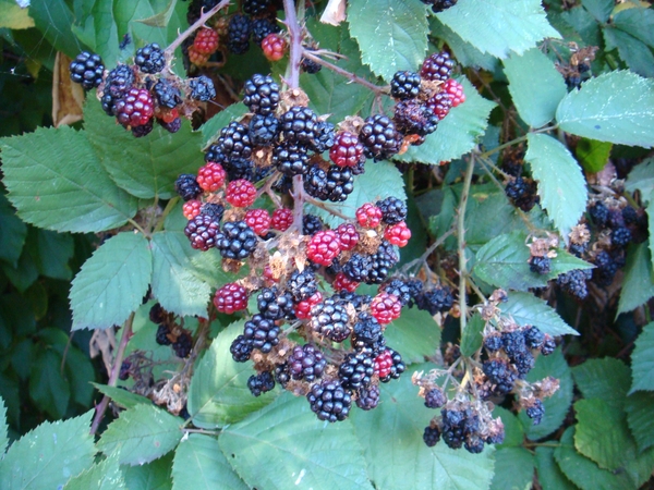 Thorny blackberry branch with dark and light berries