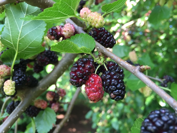 mulberries on a branch