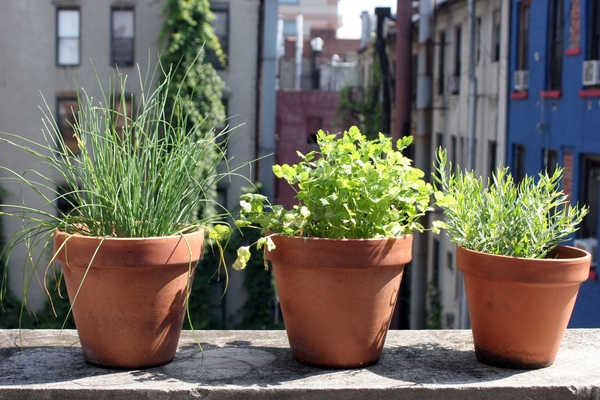 three pots with different herbs on a ledge