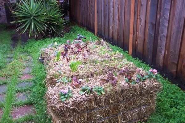 lettuce growing from straw bales