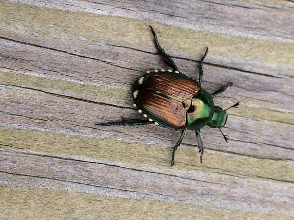 Iridescent beetle on wood