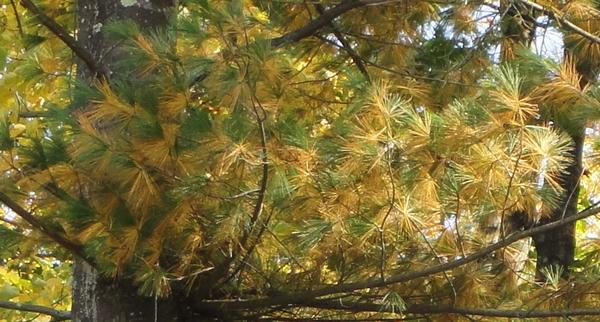 Pine tree with yellow needles