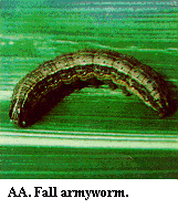Figure AA. Fall armyworm.