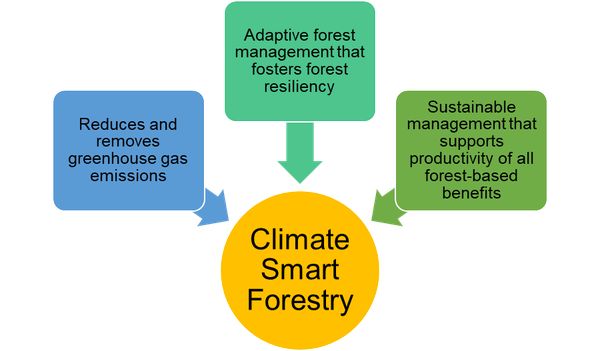 A framework of climate smart forestry