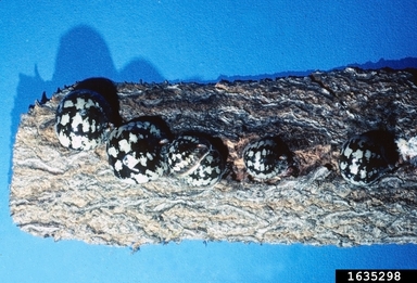 Black and white patterned bumps are on a twig
