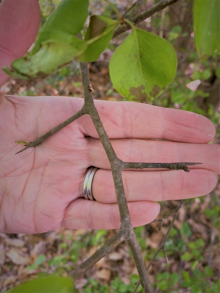 Two large thorns on a branch, with a hand in background