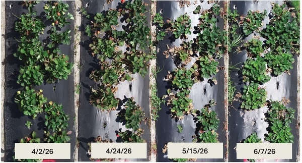 Collage of photos of row of strawberry plants on different dates from April into June