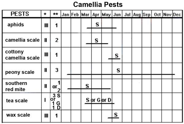 Thumbnail image for Camellia Pest Management Calendar