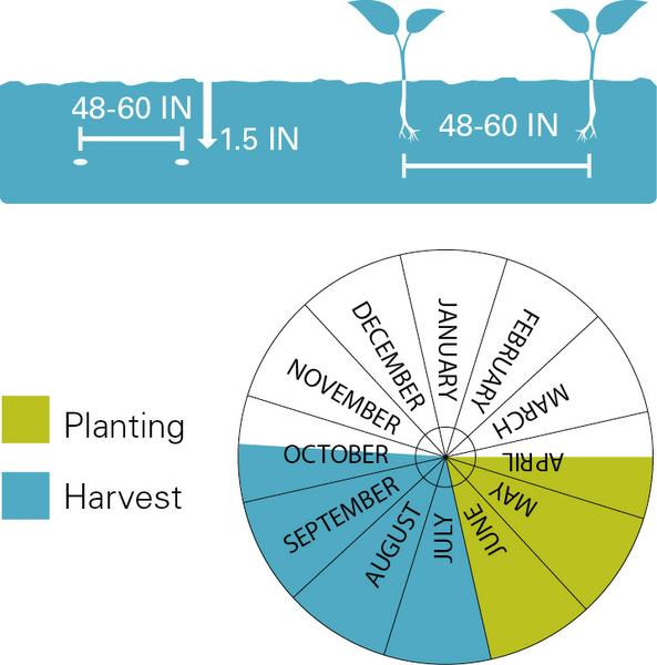 Chart illustrating planting/harvest timeline as well as planting depth for cantaloupes