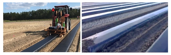 A tractor applies plastic mulch to beds (left), prepared beds with plastic mulch (right)