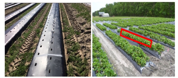 View of holes in plastic (left), and transplanted strawberry plants (right)