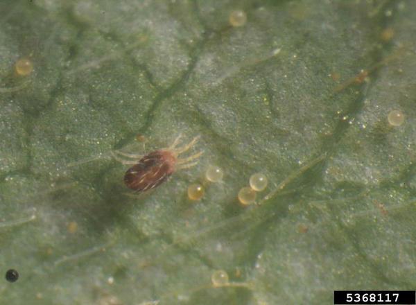 A carmine spider mite and eggs.