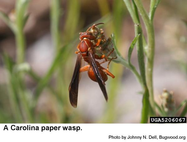 Carolina paper wasp