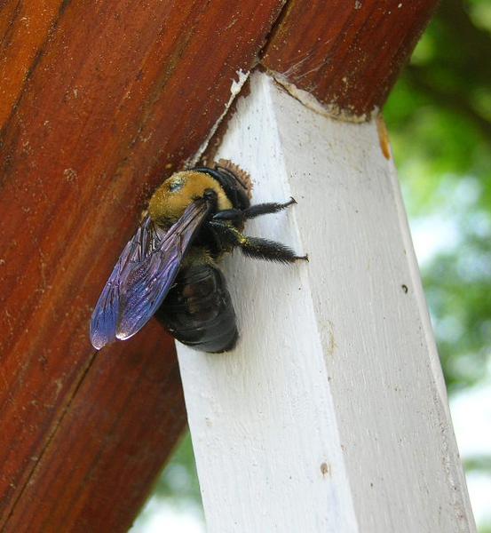 Female carpenter bee drilling gallery in porch balluster