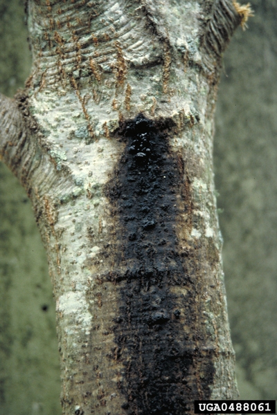 Dark streaking on tree bark