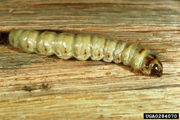 A cream colored larva with brown head.