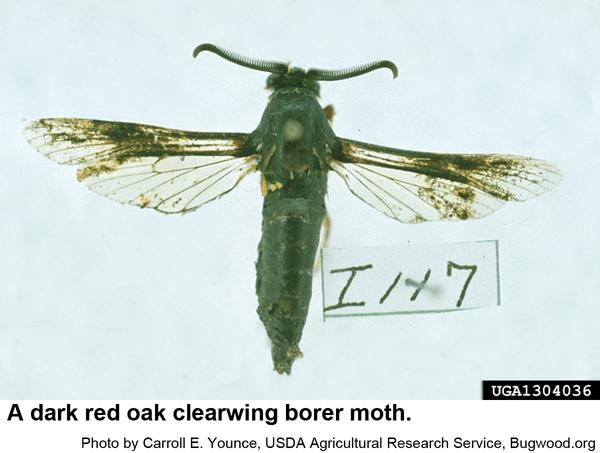Thumbnail image for Red Oak Clearwing Borer