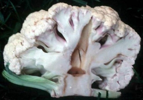 Cauliflower with boron deficiency