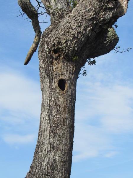 Photo of tree cavity