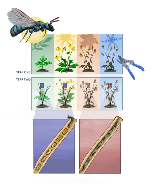 illustration of a perennial plant growing over two years, with bee nests present inside old stems during the second year