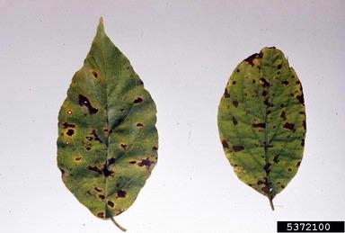 Green leaves with brown spots; each spot has a yellow ring or halo around it.