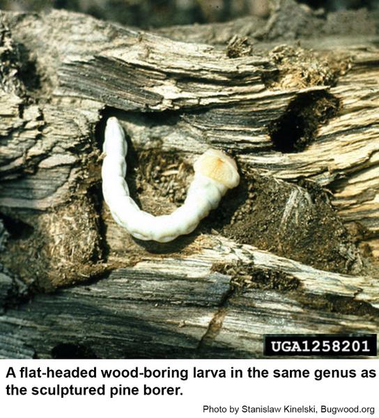 Flatheaded wood borers