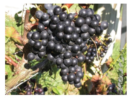 Large cluster of dark, almost black colored grapes on a vine.