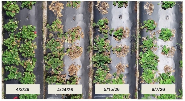Collage of photos of row of strawberry plants on different dates from April into June