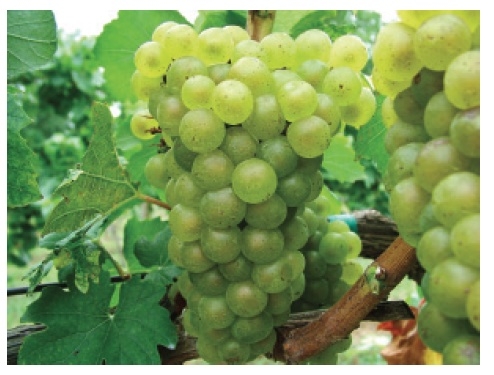 Cluster of green colored grapes on a vine.