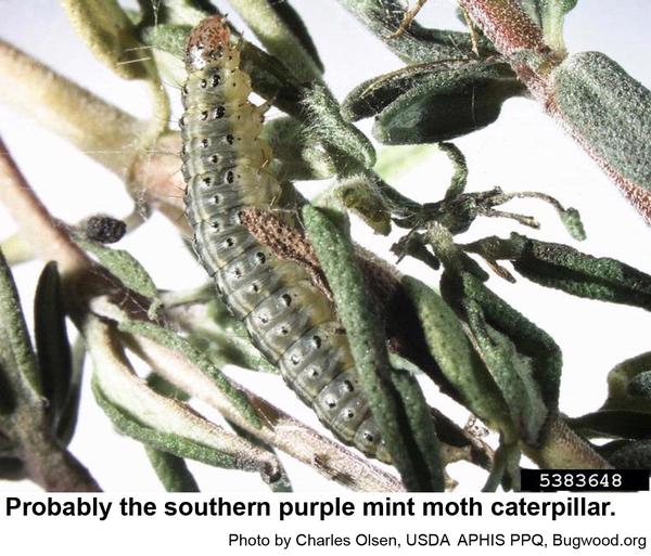 likely the caterpillar of the southern purple mint moth