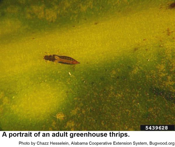 Greenhouse thrips