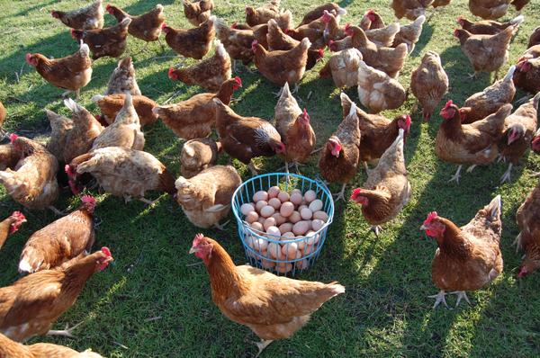 Photo of chickens and a basket of eggs.