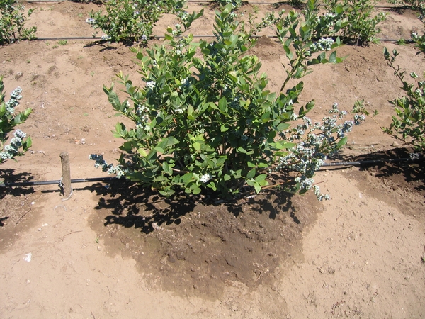 Blueberry drip irrigation