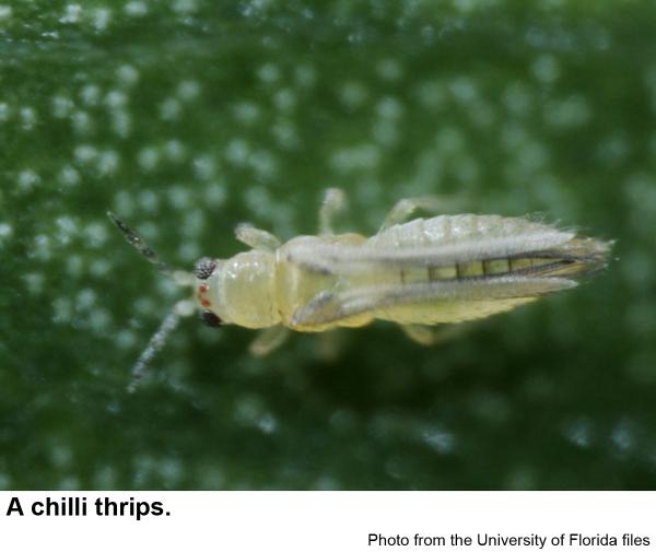 Thumbnail image for Chilli Thrips
