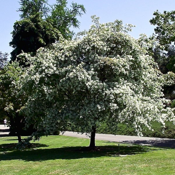 Chinese fringe tree with fluffy white flowers