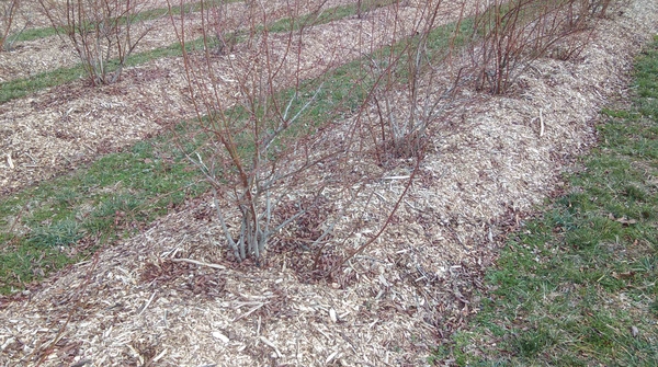 Blueberry with chip mulch